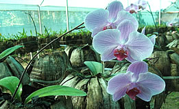 Orchid in the Lok Bhavan Orchid house